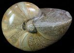 Polished Nautilus Fossil - Madagascar #67917-1